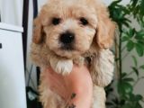 Kıvırcık Maltipoo Oğlum