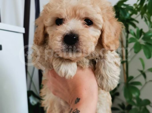Kıvırcık Maltipoo Oğlum görsel