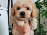 Kıvırcık Maltipoo Oğlum