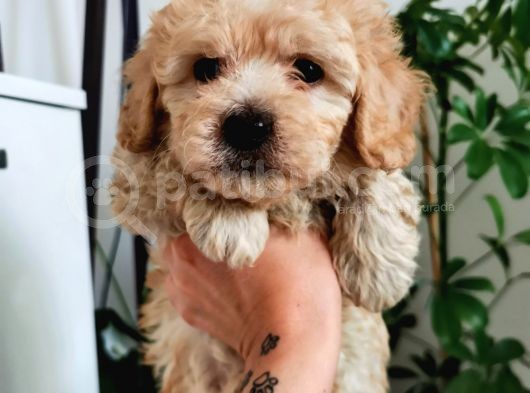 Kıvırcık Maltipoo Oğlum