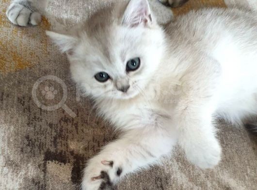 60 Günlük Silver Dişi Ve Erkek Yavru görsel