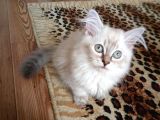 Çikolata Point Lynx Point Brtish Longhair