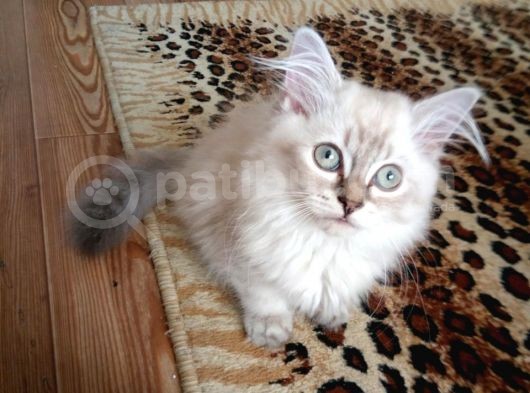 Çikolata Point Lynx Point Brtish Longhair görsel