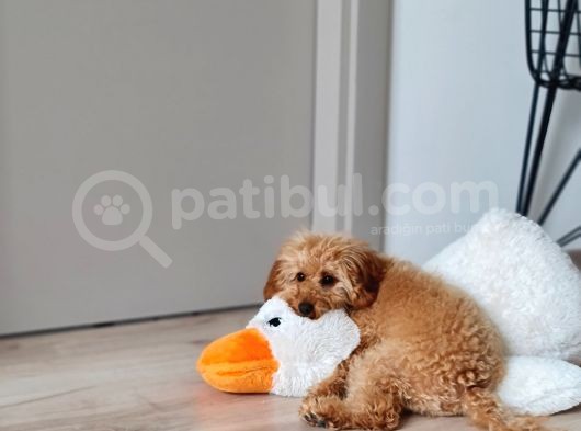 7 Aylik Erkek Toy Poodle Yavru görsel