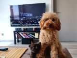 7 Aylik Erkek Toy Poodle Yavru