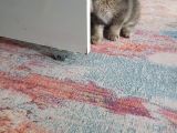 Golden Scottish Fold