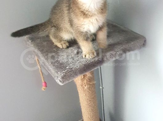 Golden Scottish Fold görsel
