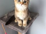 Golden Scottish Fold