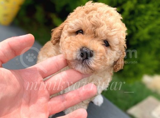 Safkan Apricot Toy Poodle Yavrumuz