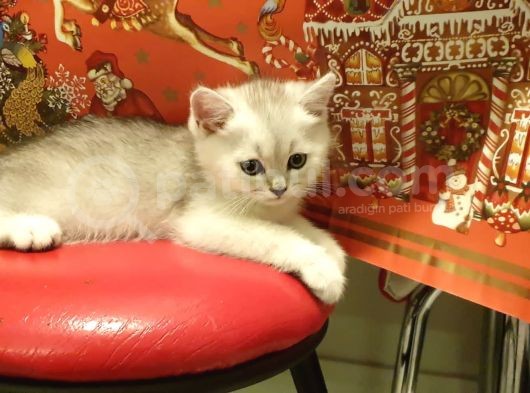60 Günlük Silver Dişi Ve Erkek Yavru