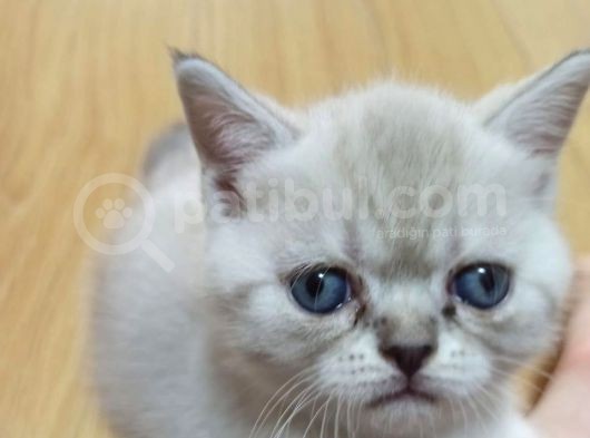 Çikolata Point Lynx Point Brtish Longhair görsel