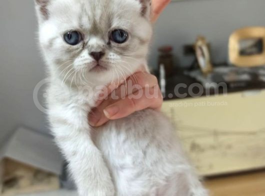 Çikolata Point Lynx Point Brtish Longhair görsel