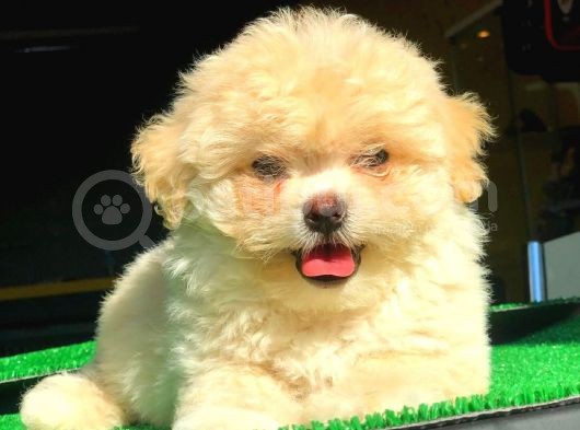 2.5 Aylık Dişi Maltipoo Yavrumuz