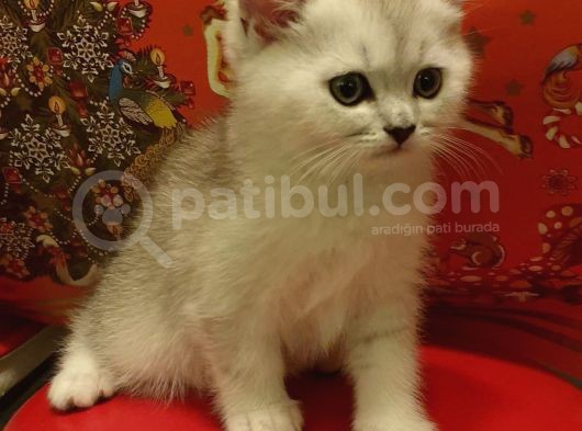 60 Günlük Silver Dişi Ve Erkek Yavru görsel