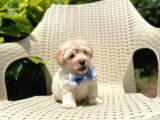 Tatlı Maltipoo Yavruları