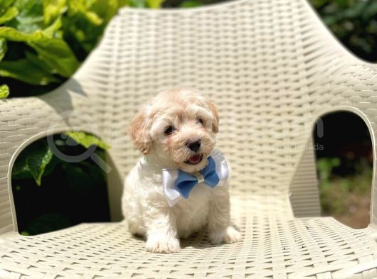 Tatlı Maltipoo Yavruları görsel