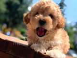Irkının En İyisi Safkan Toy Poodle Yavrumuz