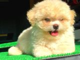 2.5 Aylık Dişi Maltipoo Yavrumuz