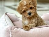 Kendi Uretimimiz Safkan F1 Maltipoo Yavrular