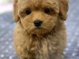 Safkan A Kalite Toy Poodle Yavrularimiz
