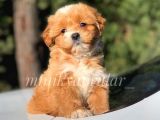 Safkan Maltipoo Yavrularımız Irk Ve Sağlık Garantili
