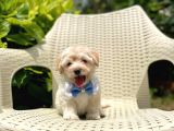 Tatlı Maltipoo Yavruları