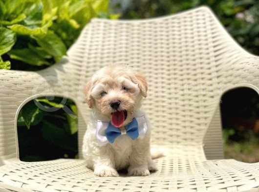 Tatlı Maltipoo Yavruları görsel