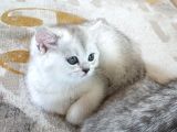 60 Günlük Silver Dişi Ve Erkek Yavru