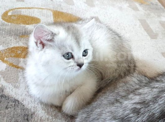 60 Günlük Silver Dişi Ve Erkek Yavru görsel
