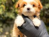 Poodle Kalitesinde F1 Maltipoo Yavrularimiz