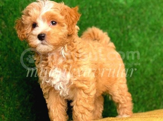 Safkan Kendi Uretimimiz Maltipoo Yavrular