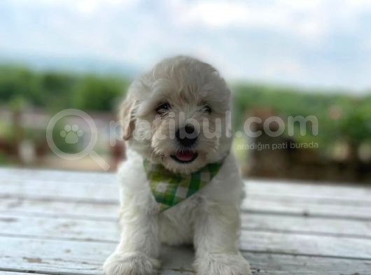 Tatlı Maltipoo Yavrularımız görsel
