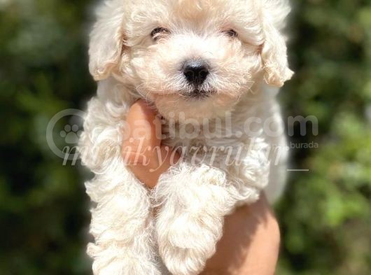 Terrier Değil Safkan Maltipoo Arayanlara