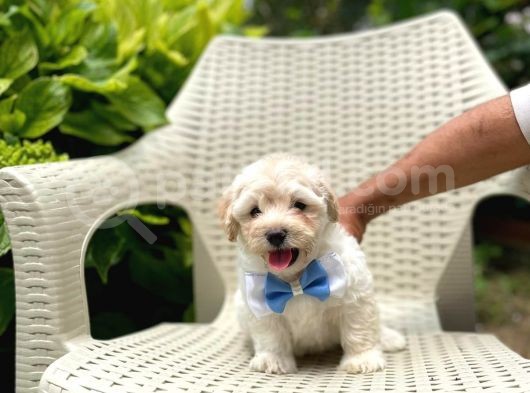 Tatlı Maltipoo Yavrularımız görsel