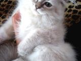 Çikolata Point Lynx Point Brtish Longhair
