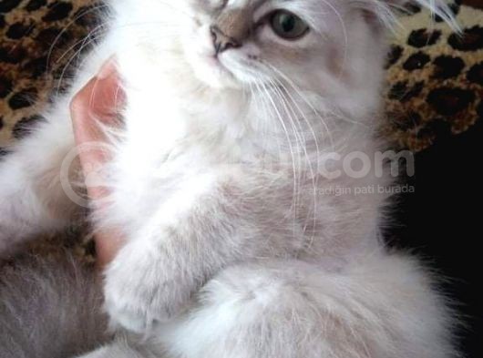 Çikolata Point Lynx Point Brtish Longhair görsel