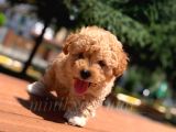 Irkının En İyisi Safkan Toy Poodle Yavrumuz