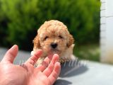 Safkan Apricot Toy Poodle Yavrumuz