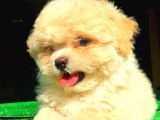2.5 Aylık Dişi Maltipoo Yavrumuz