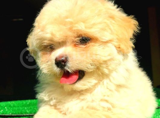 2.5 Aylık Dişi Maltipoo Yavrumuz görsel