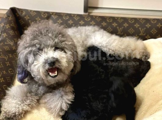 Silver Toy Poodle Yavrular görsel
