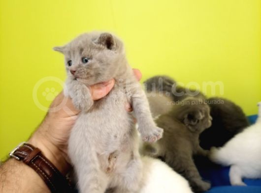 British Shorthair Yavruları