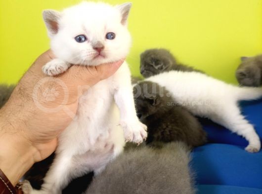 British Shorthair Yavruları görsel