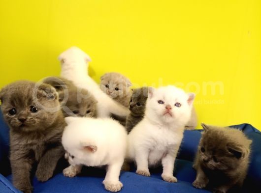 British Shorthair Yavruları görsel