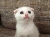 Beyaz Scottish Fold Çok Uygun Fi̇yata Teslime Hazır Renkli Gözlü