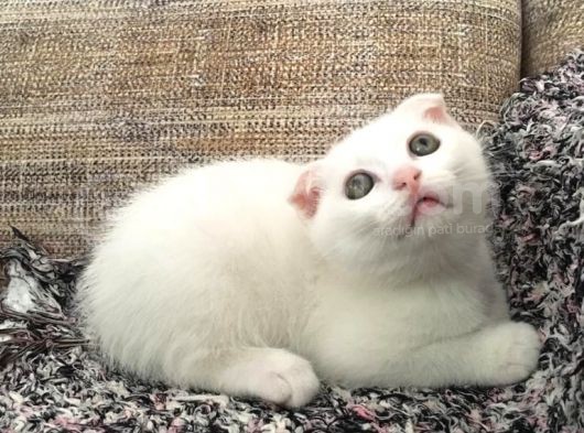 Beyaz Scottish Fold Çok Uygun Fi̇yata Teslime Hazır Renkli Gözlü görsel