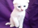 Beyaz Scottish Fold Çok Uygun Fi̇yata Teslime Hazır Renkli Gözlü