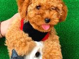 3 Aylık Dişi Red Toy Poodle Yavrumuz