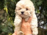 Irk ve Sağlık Garantili Maltipoo Yavrularımız