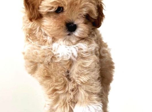 Gercek Maltipoo Yavrular İcin Bize Ulaşabilirsiniz görsel